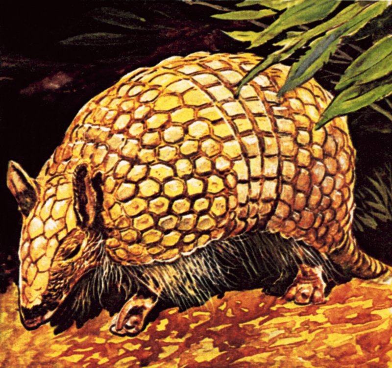 Armadillo da English School