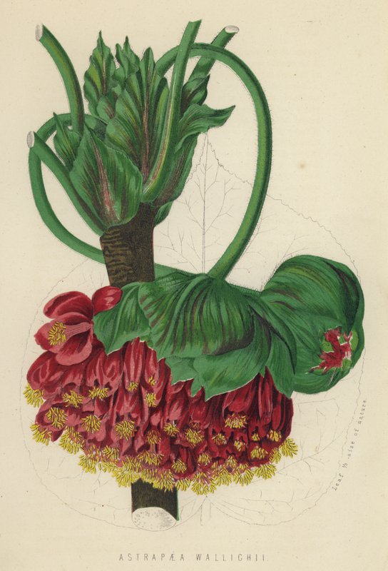 Astrapaea Wallichii da English School