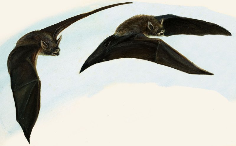 Pipistrelli da English School