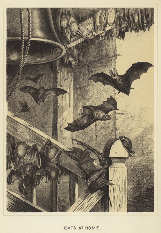 Pipistrelli a casa da English School