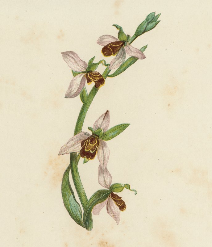 Orchidea ape, Ophrys Apifera da English School