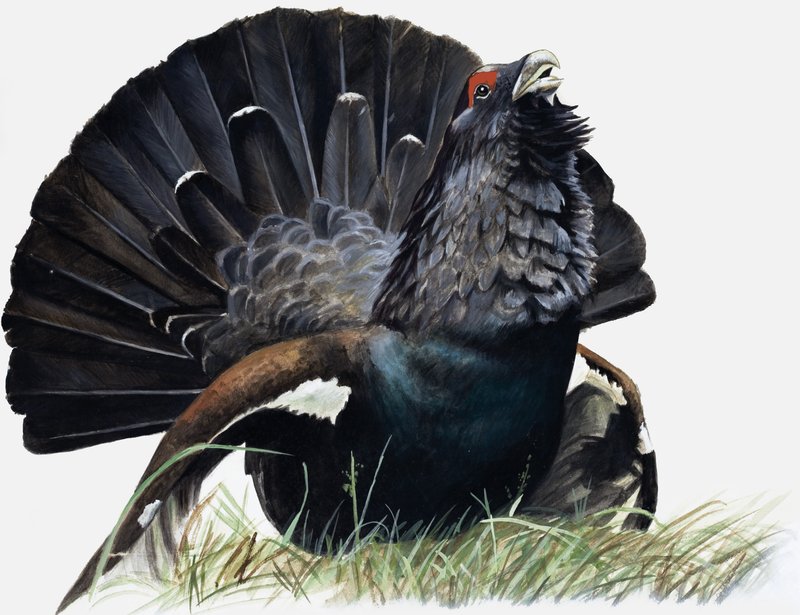 Uccello da English School