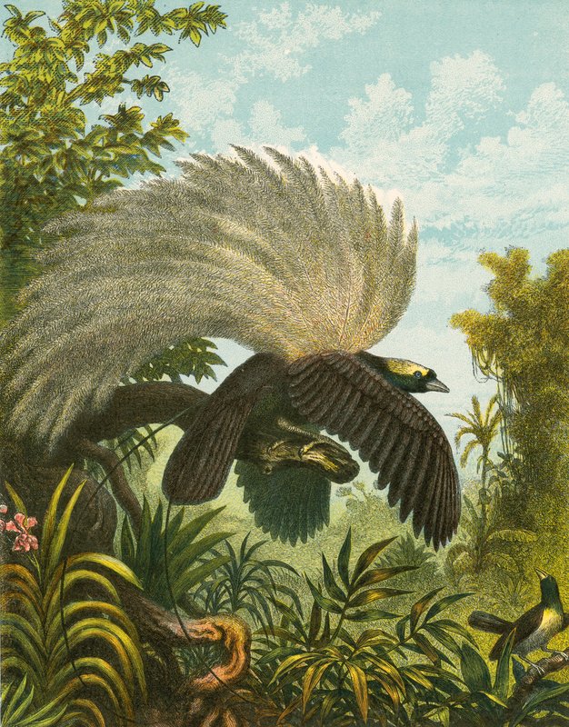 Uccelli del paradiso da English School