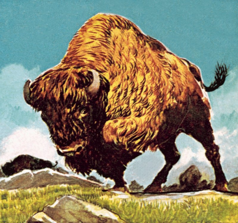 Bisonte da English School