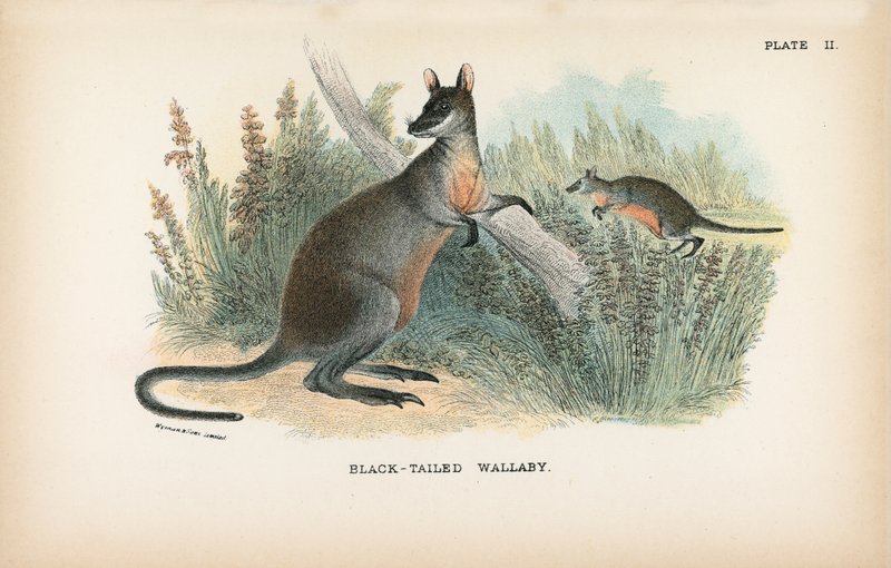 Wallaby dalla coda nera da English School