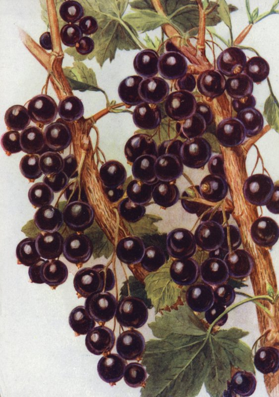 Ribes nero 