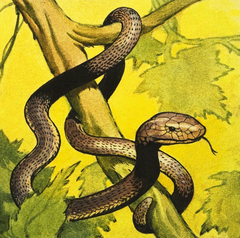 Mamba nero da English School