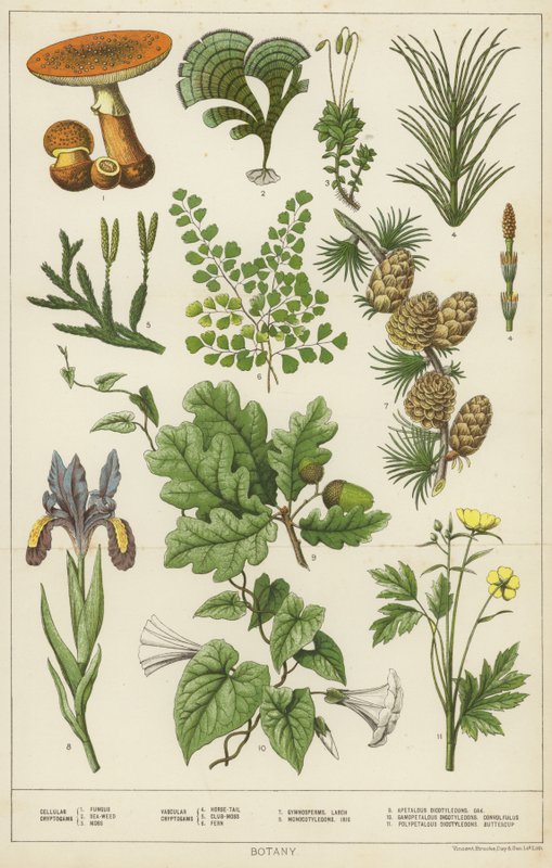 Botanica da English School