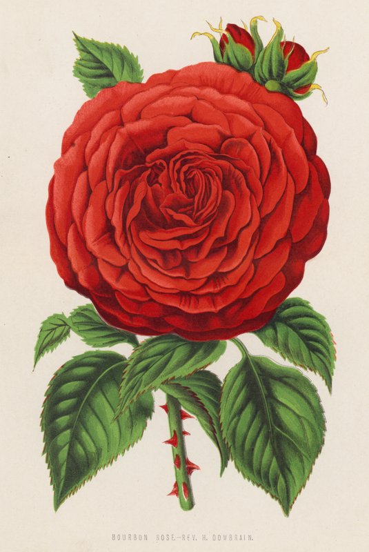 Rosa Bourbon, Rev H Dombrain da English School