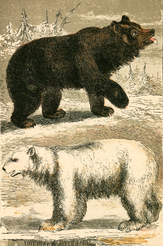 Orso bruno e orso polare da English School