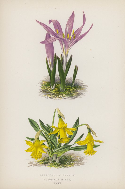 Bulbocodium Vernum; Narciso Minore da English School