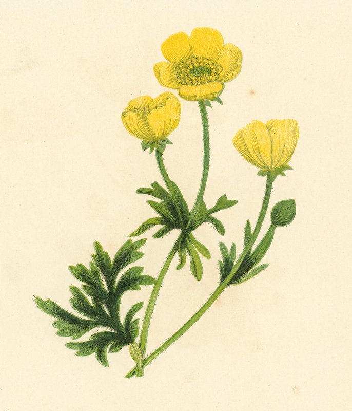 Ranuncolo, Ranunculus Bulbosus da English School