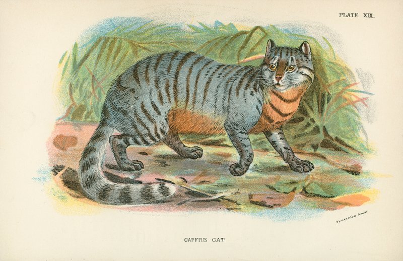 Gatto Caffre da English School
