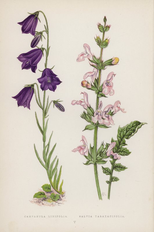 Campanula Linifolia; Salvia Taraxacifolia da English School
