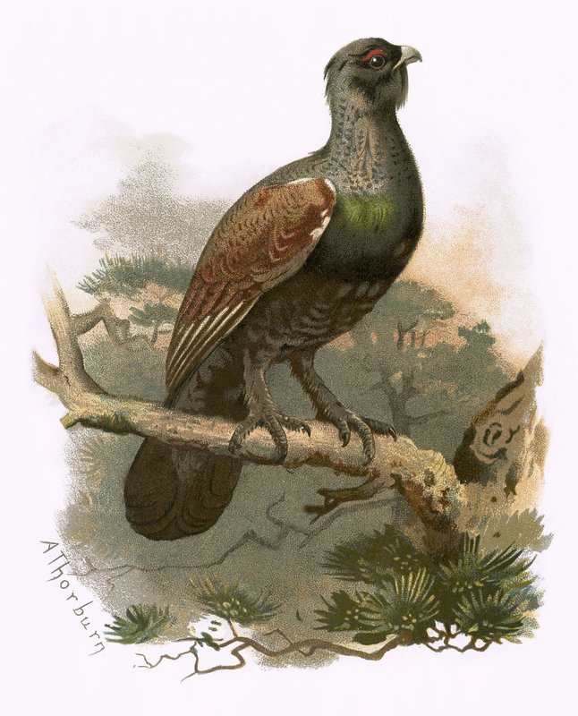 Gallo cedrone da English School