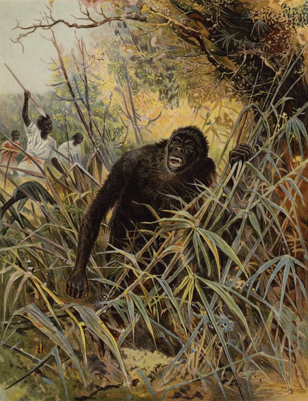 Inseguendo un gorilla da English School