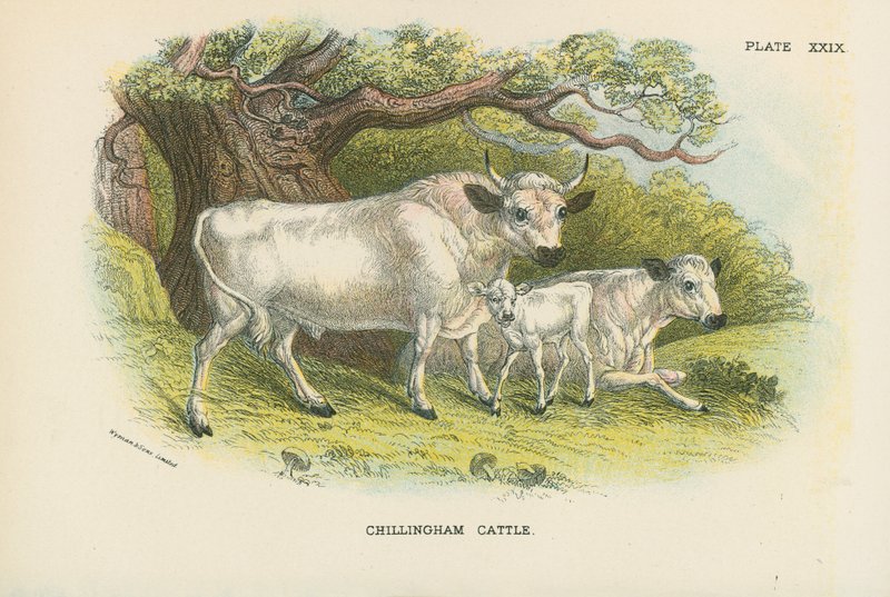 Bovini di Chillingham da English School