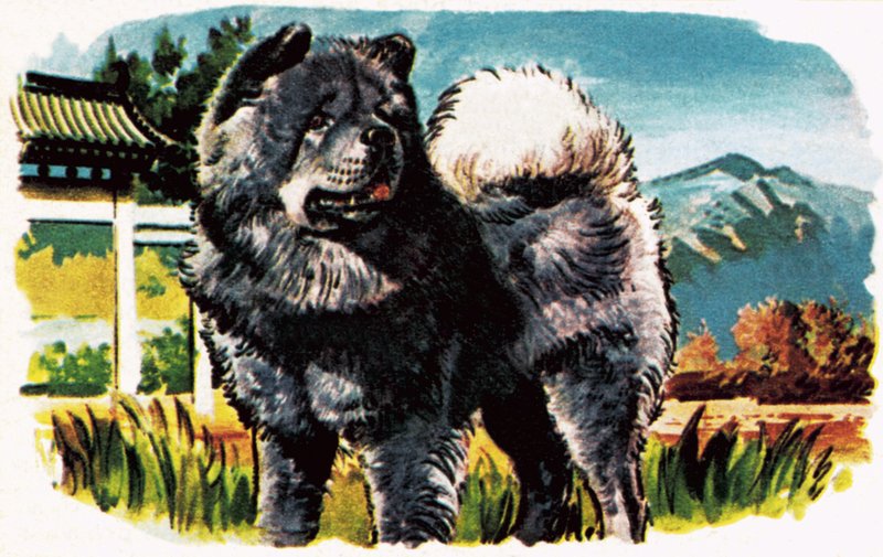 Chow-Chow da English School