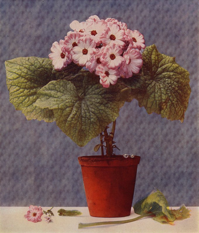 Cineraria da English School