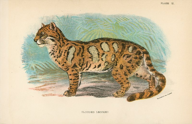 Leopardo nebuloso da English School