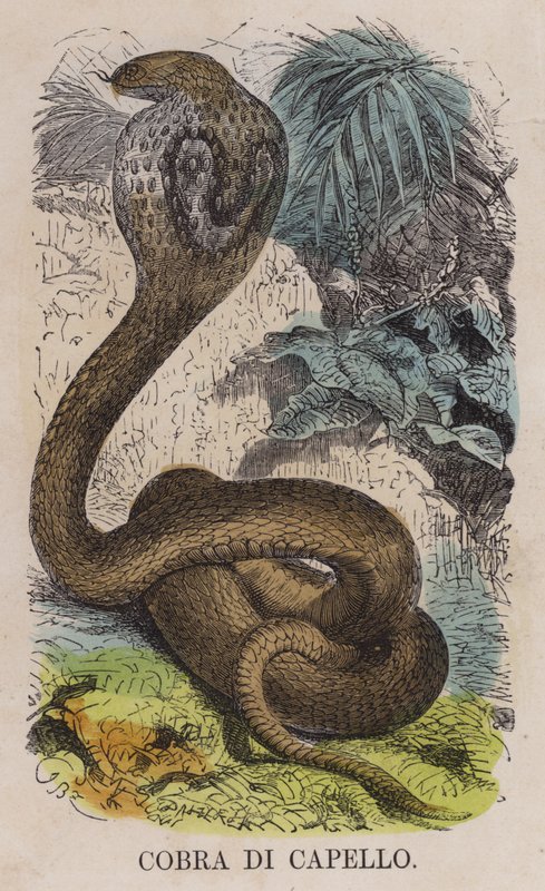 Cobra di Capello da English School