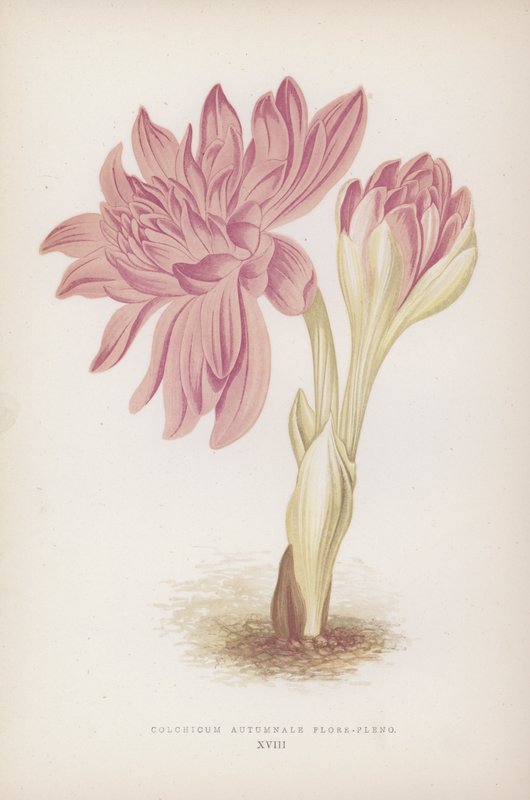 Colchicum Autumnale Flore-pleno (litografia a colori) da English School
