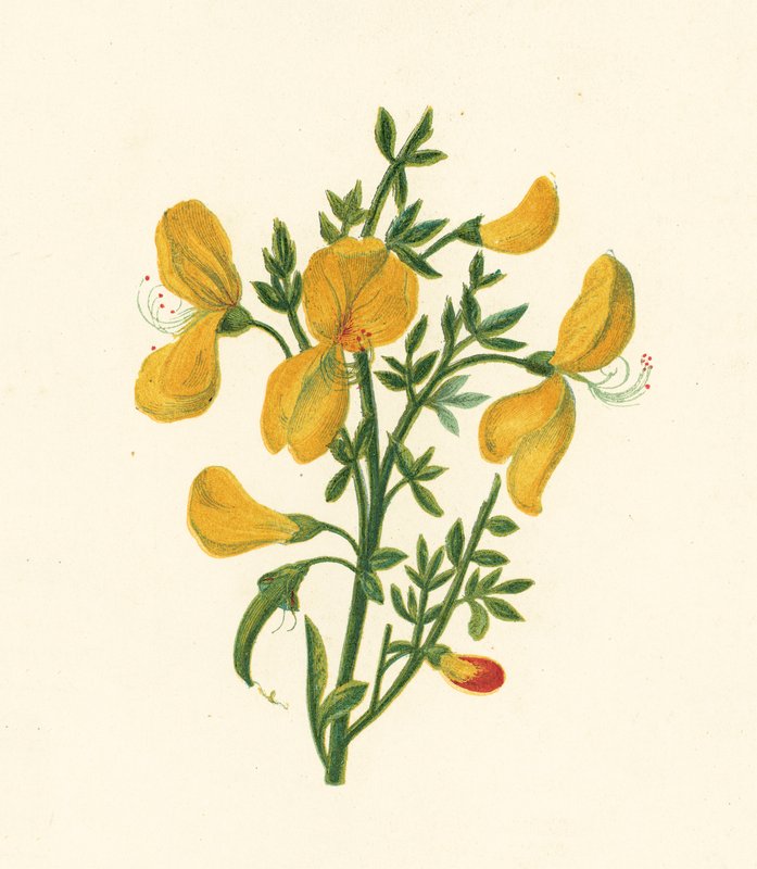 Ginestra comune, Cytisus Scoparius da English School