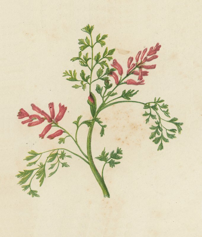 Fumaria Officinalis da English School
