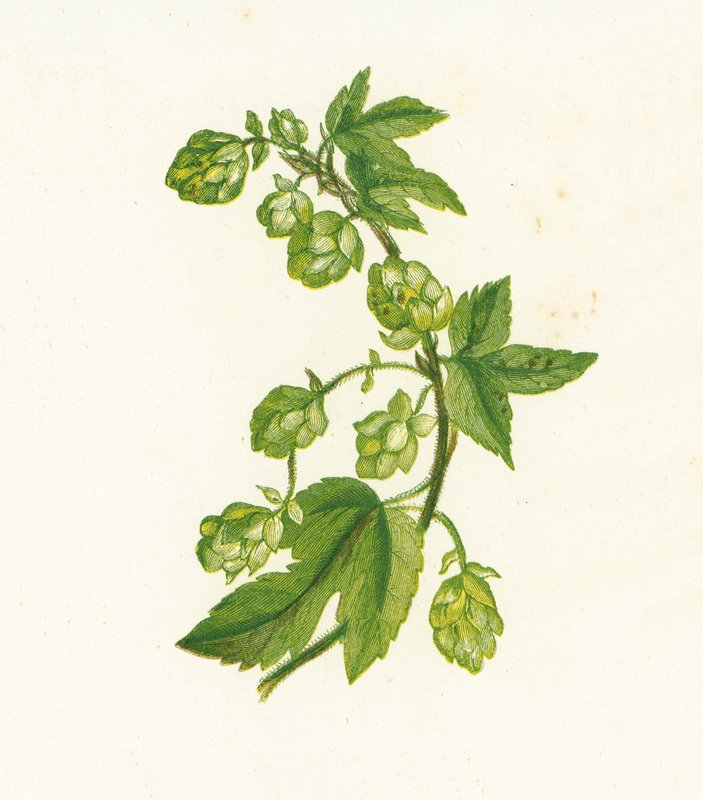 Humulus Lupulus da English School