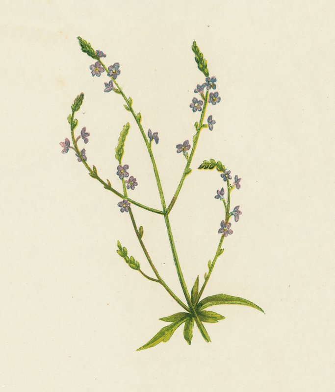 Verbena comune, Verbena Officinalis da English School
