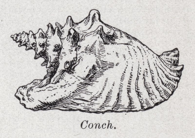 Conchiglia da English School