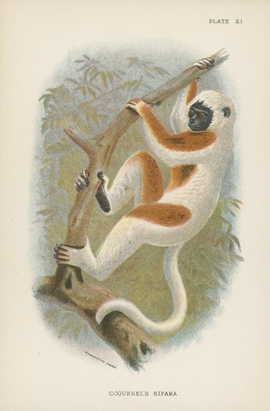 Il Sifaka di Coquerel da English School