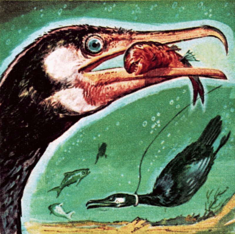 Cormorano da English School