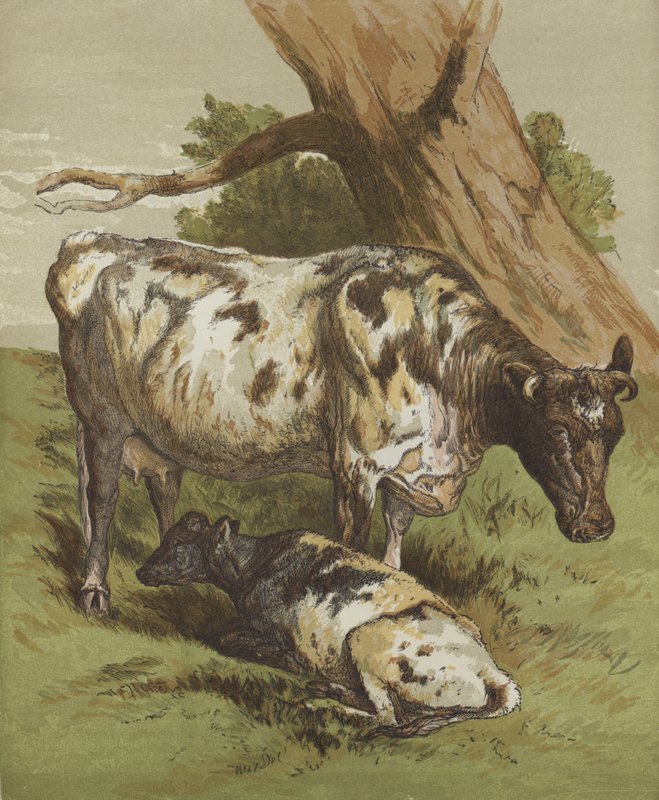 Mucca e vitello da English School