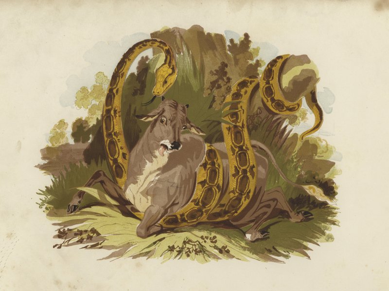 Mucca stretta da un serpente da English School