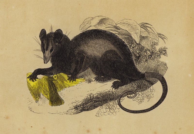Opossum granchio da English School