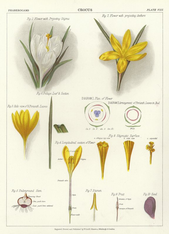 Crocus da English School
