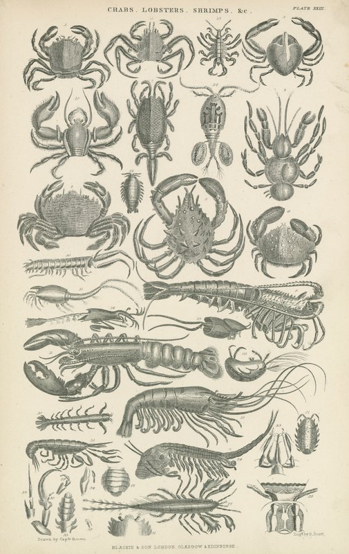 Crostacei (incisione) da English School