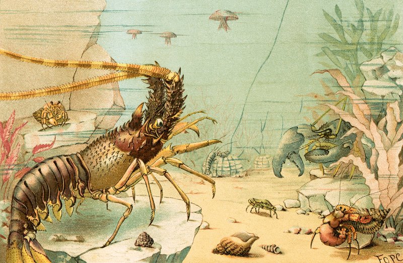 Crostacei da English School