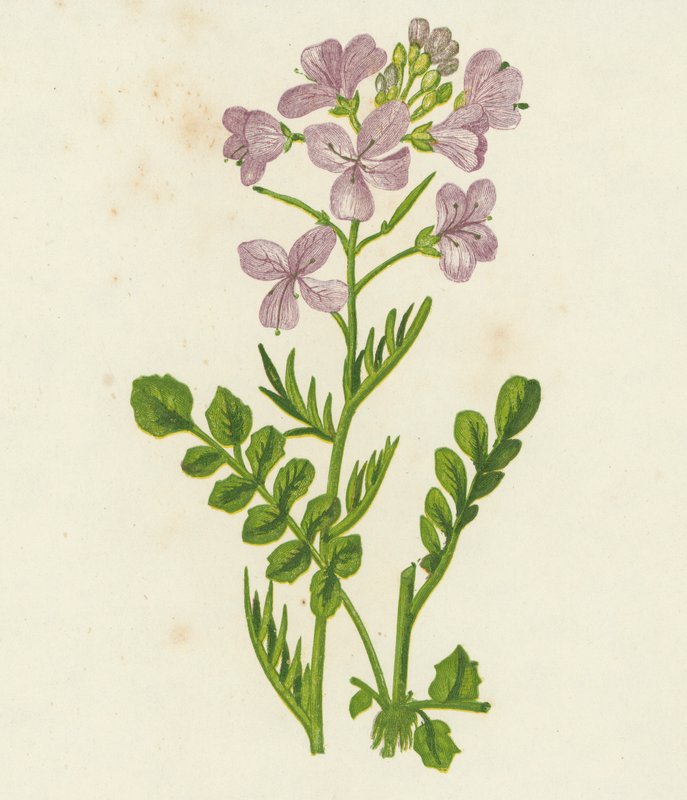 Cardamine dei prati, Cardamine Pratensis da English School
