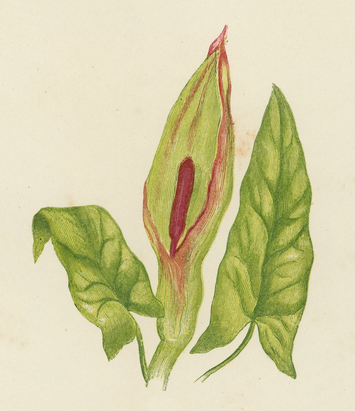 Arum Maculatum da English School