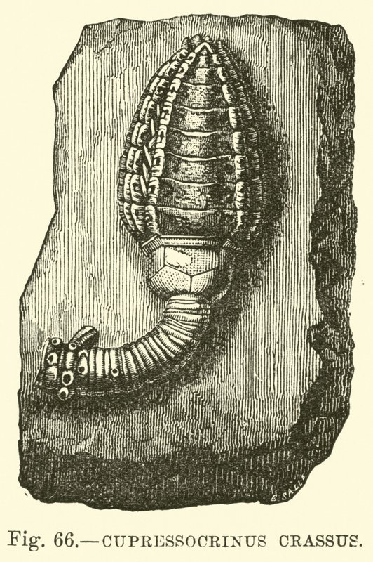 Cupressocrinus crassus da English School