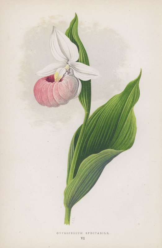 Cypripedium Spectabile (litografia a colori) da English School