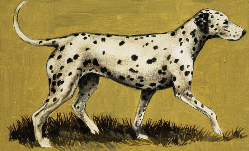 Cane dalmata da English School