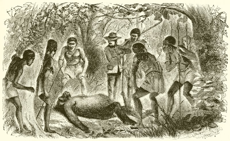 Morte del primo gorilla di Du Chaillu da English School