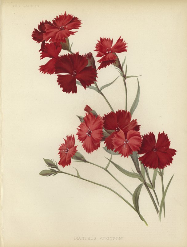Dianthus Atkinsoni da English School