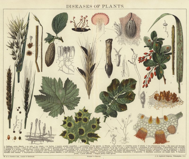 Malattie delle piante da English School