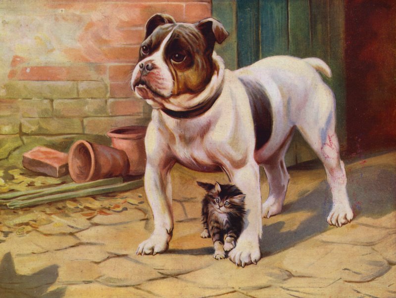 Cane e gattino da English School
