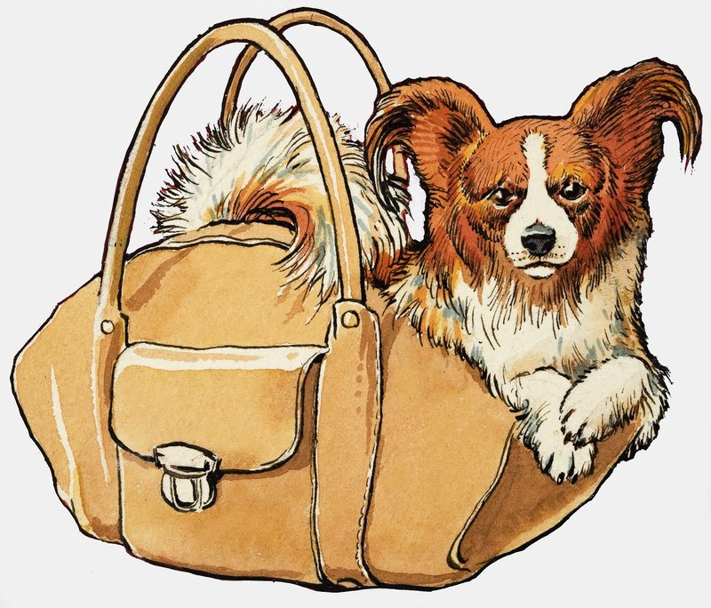 Cane in una borsa da English School