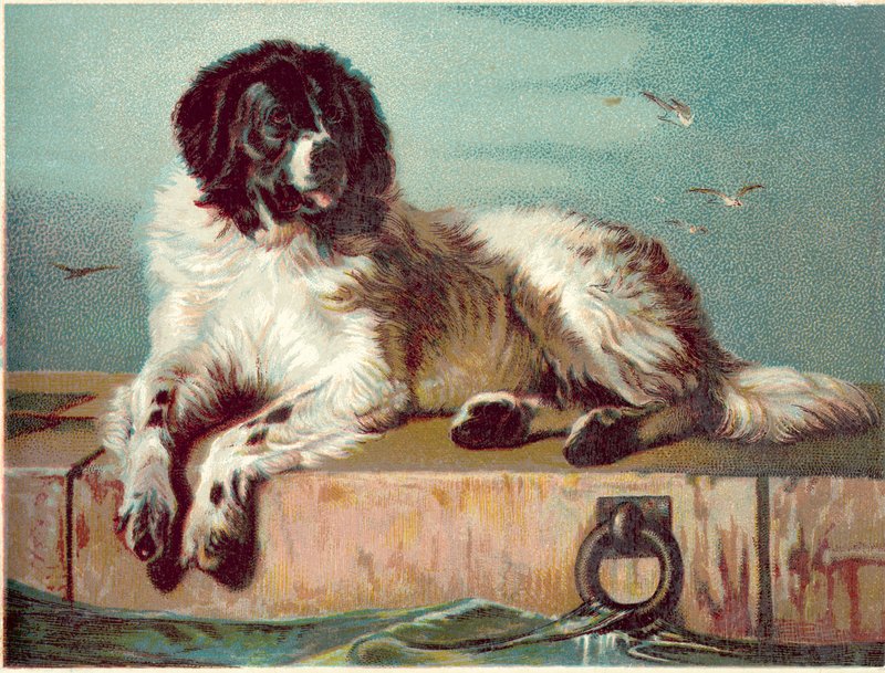 Cane seduto sul bordo del mare da English School